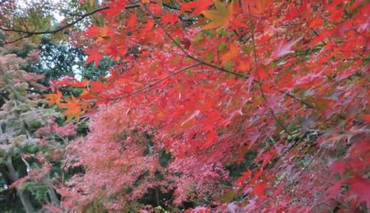 神戸で紅葉の穴場なら、絶対「須磨離宮公園」がオススメ！